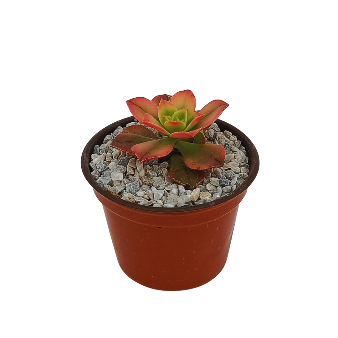Aeonium Haworthi Kiwi