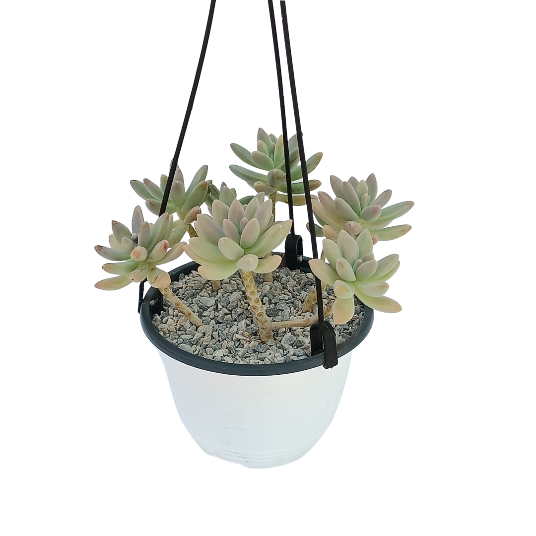 Graptopetalum Sunshine