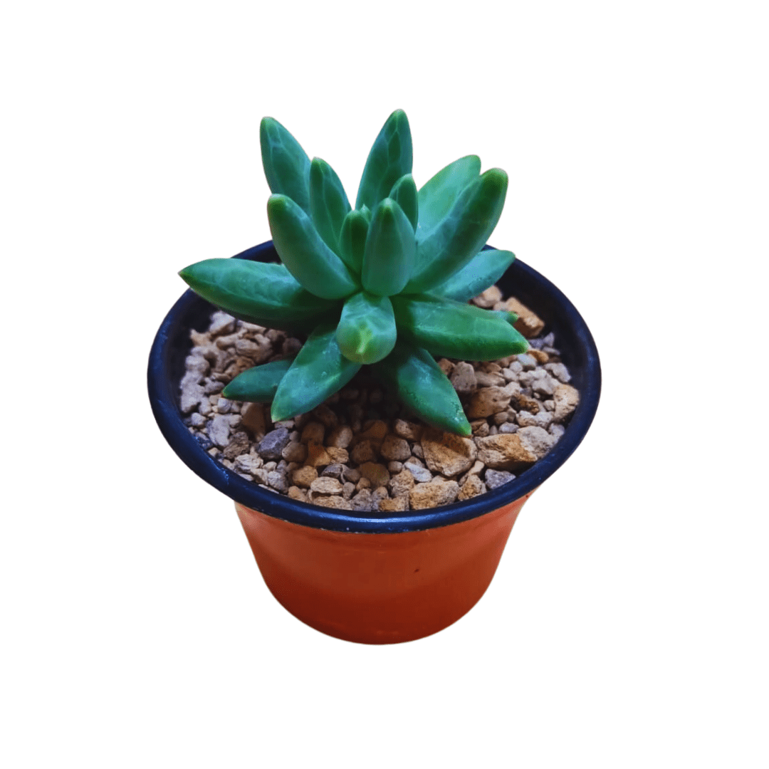 Pachyphytum Compactum - Vivo Interior
