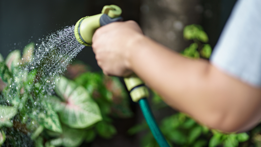 Cuidados para tu jardín