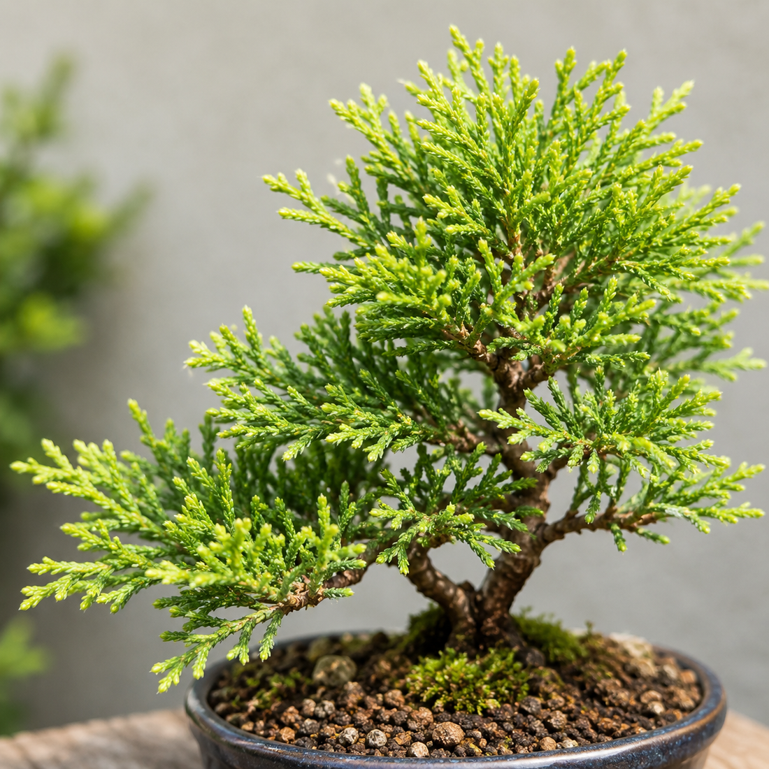 Hinoki bonsai