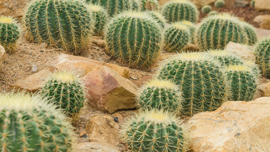 Guía para el cuidado de un jardín desértico