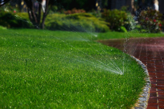 Pasto siempre verde - Vivo Interior
