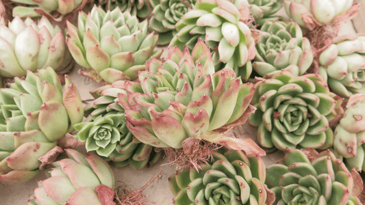 Que hacer al recibir mis suculentas a raíz desnuda - Vivo Interior