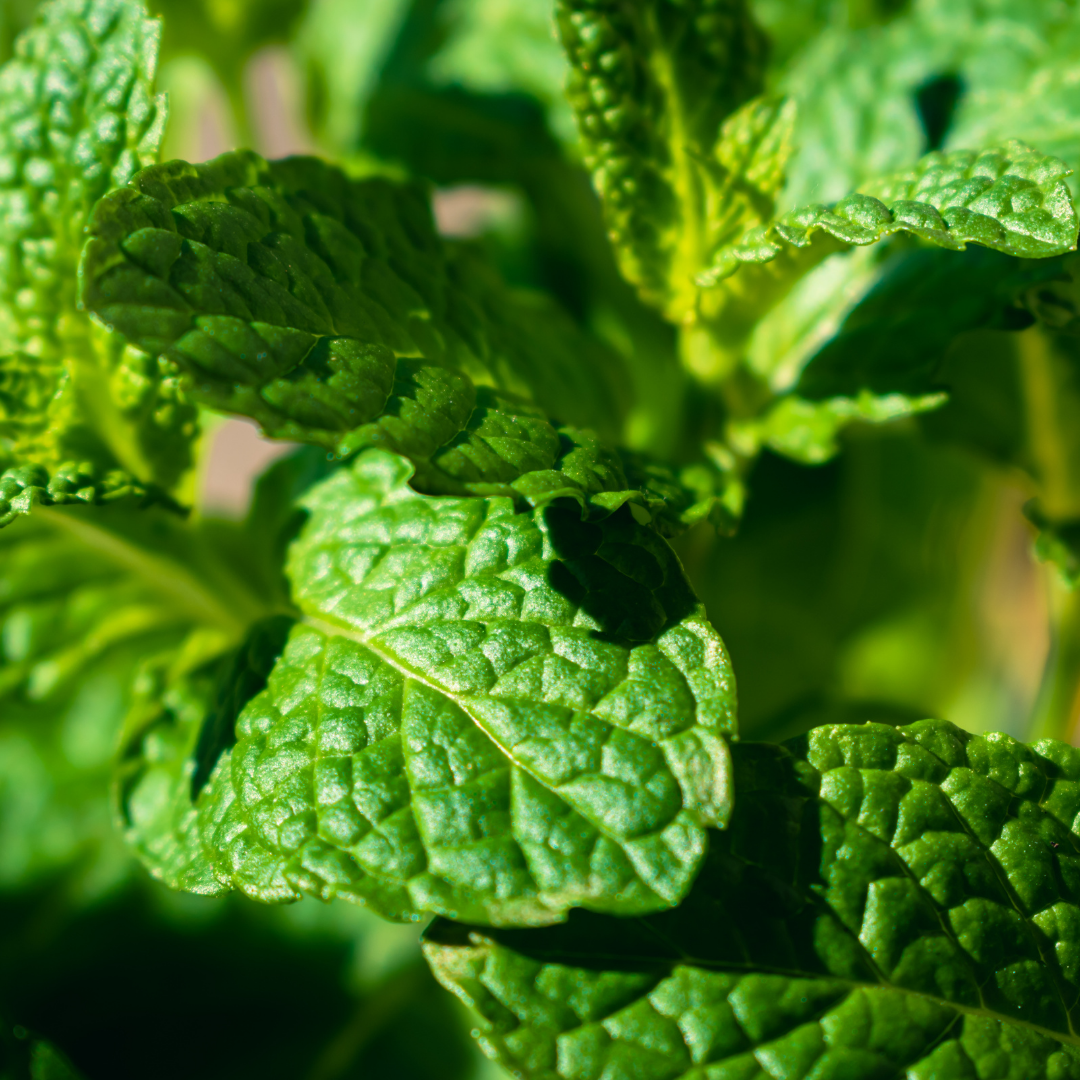 Hierbas aromáticas y medicinales en maceta