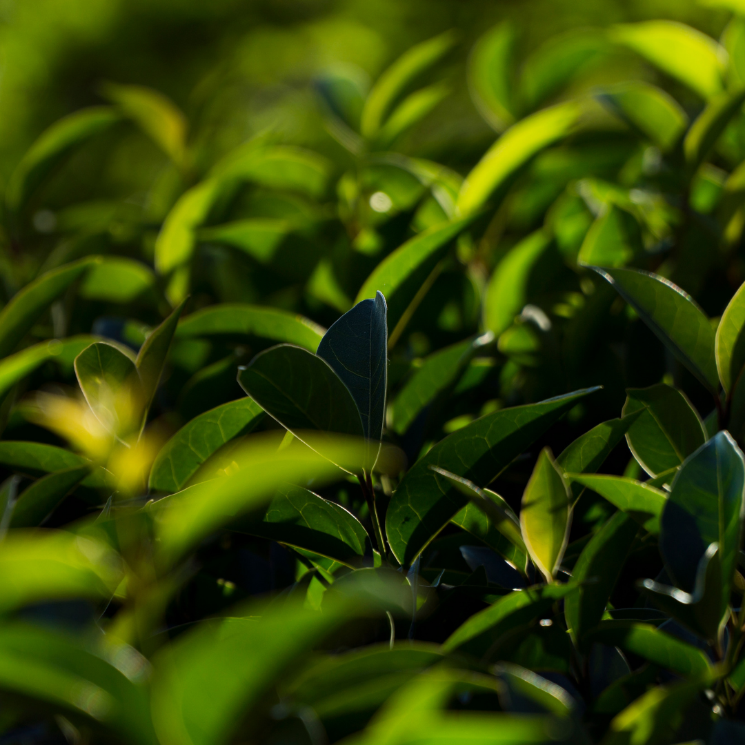 Plantas de exterior naturales disponibles con envío a todo México