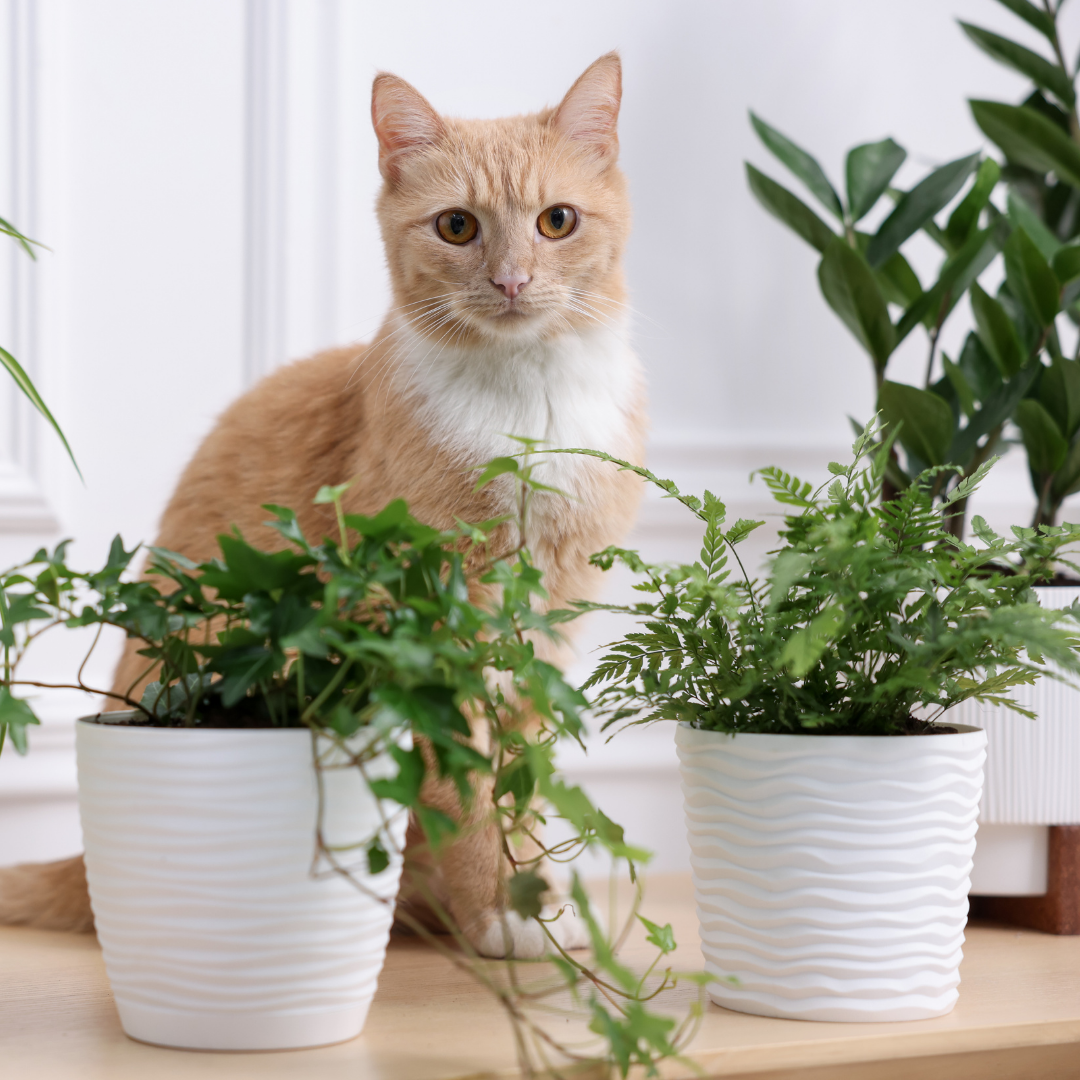 Plantas pet friendly de interior vivas seguras para perros y gatos