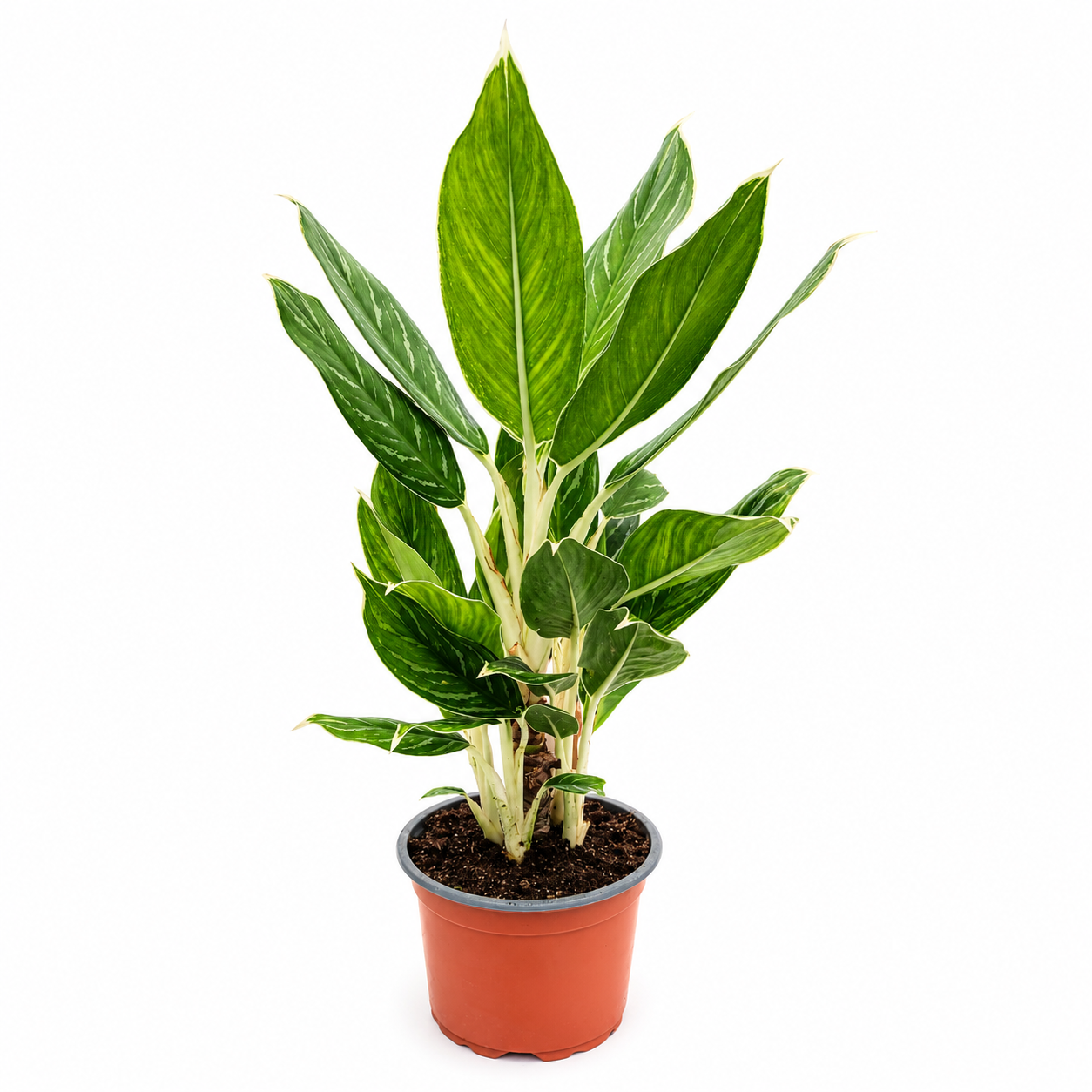 Aglaonema White Rain Maceta de 6 pulgadas