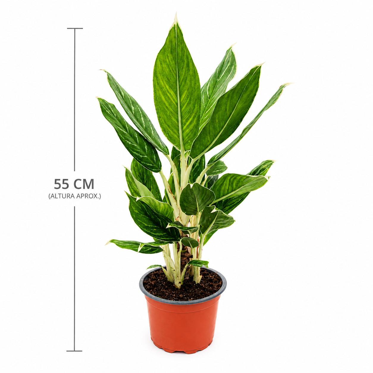 Aglaonema White Rain Maceta de 6 pulgadas con medidas