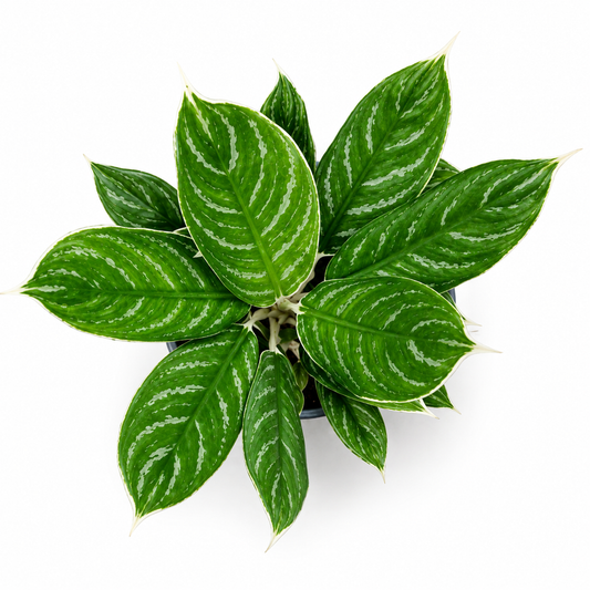Aglaonema White Rain Maceta de 6 pulgadas toma aerea