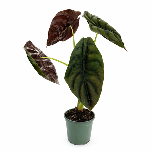 Alocasia cuprea en maceta con hojas metálicas brillantes 