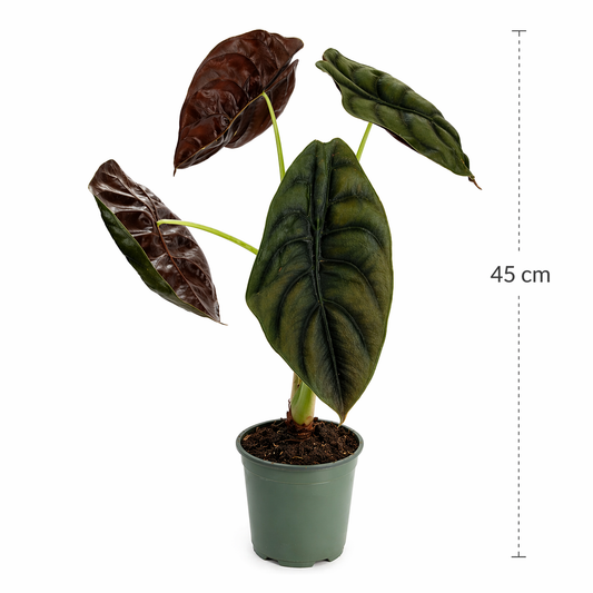 Alocasia cuprea en maceta con hojas metálicas brillantes con medidas 