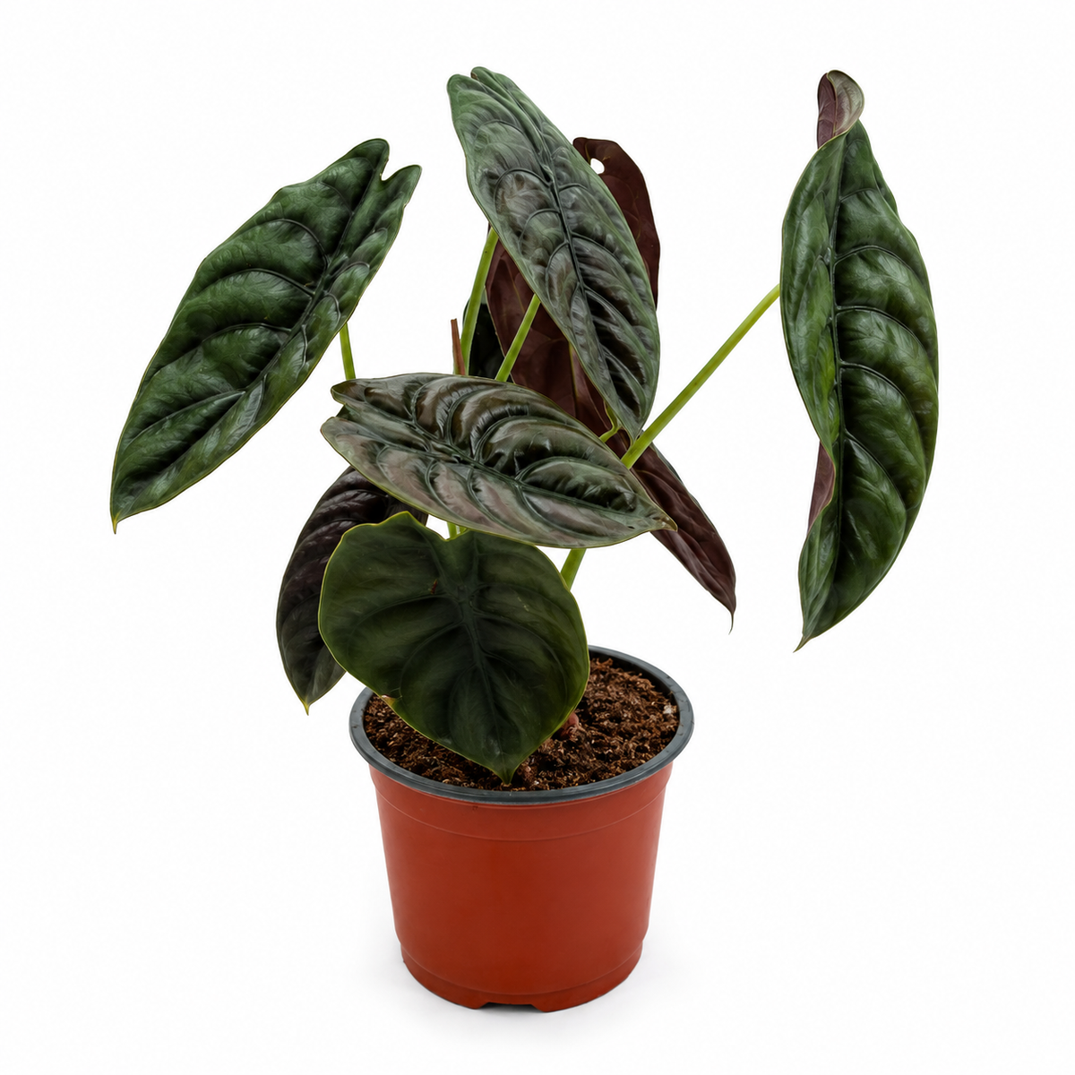 Alocasia cuprea red secret maceta de 6 pulgadas 