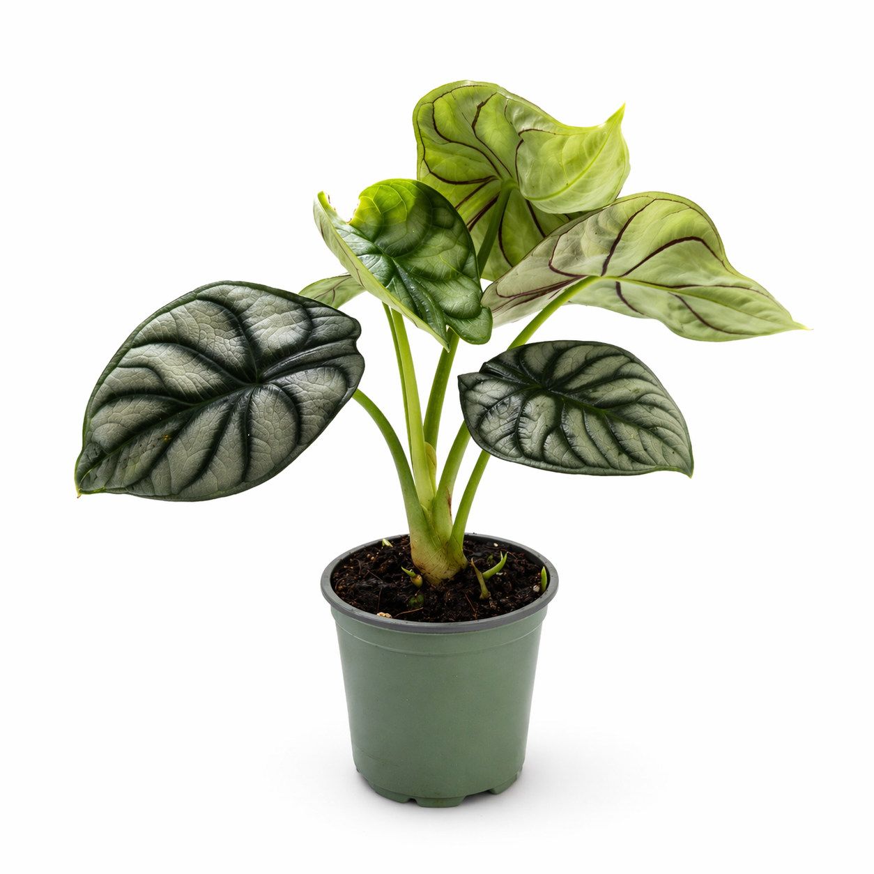 Alocasia silver dragon en maceta con hojas plateadas y venas oscuras
