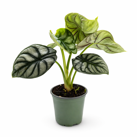 Alocasia silver dragon en maceta con hojas plateadas y venas oscuras