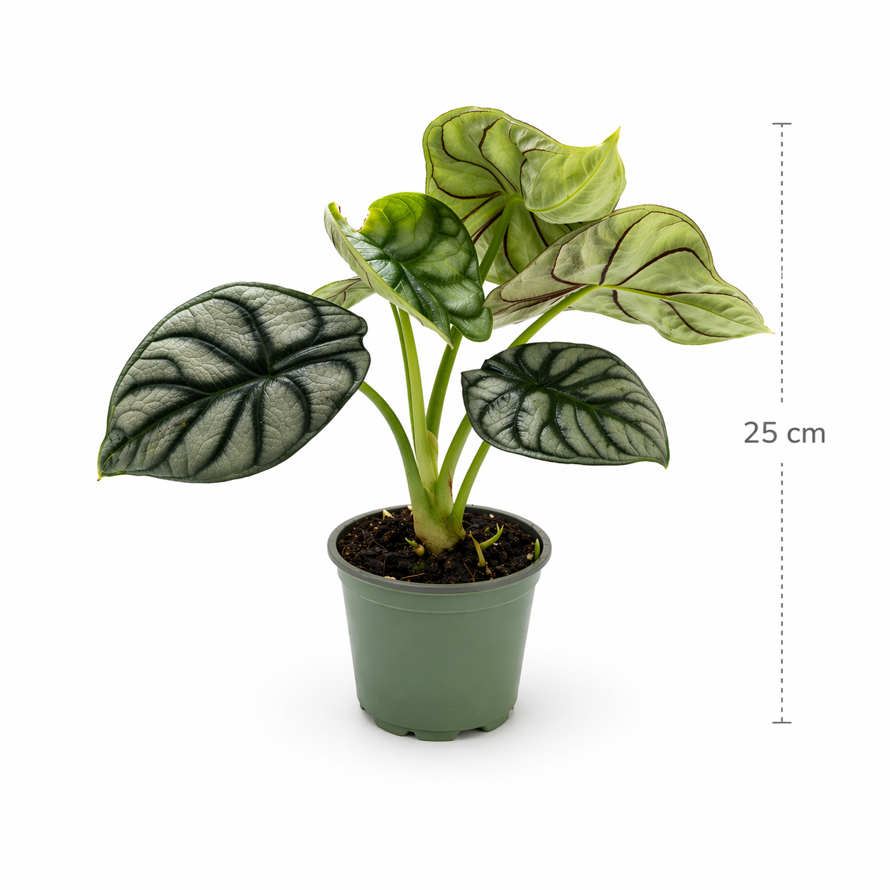 Alocasia silver dragon en maceta con hojas plateadas y venas oscuras medidas