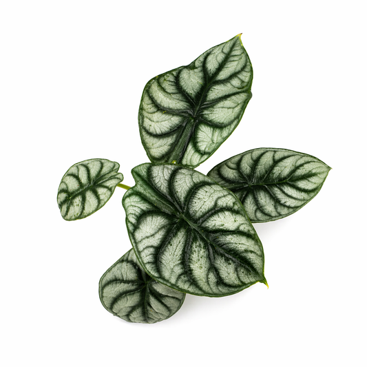 Alocasia silver dragon en maceta con hojas plateadas y venas oscuras toma aérea