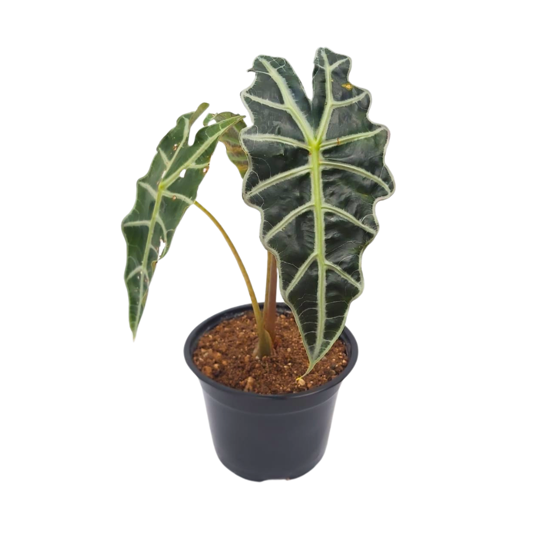 Alocasia Amazónica