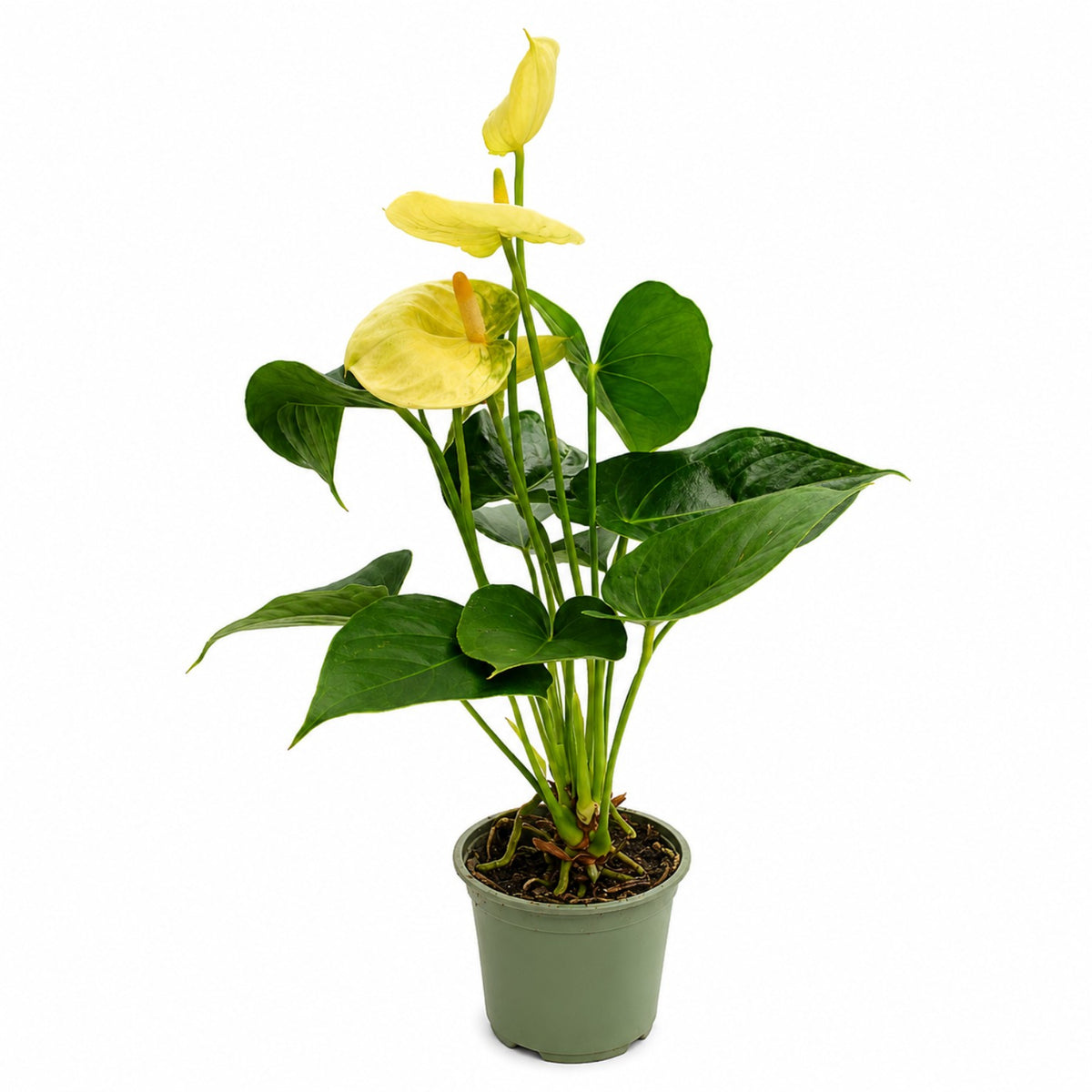 Anturio amarillo 
