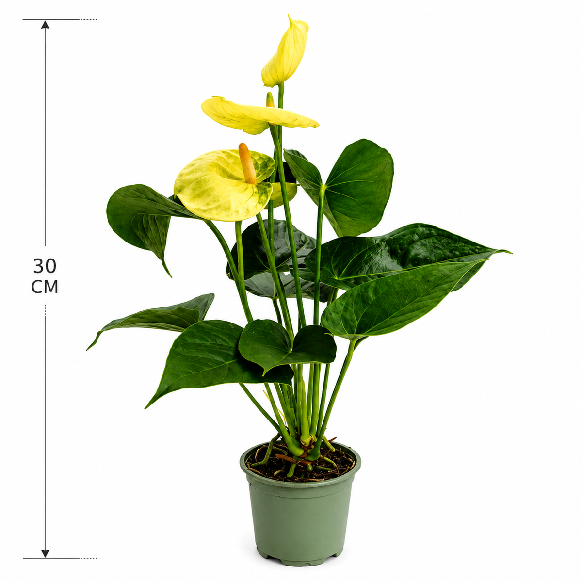 Anturio amarillo con medidas 