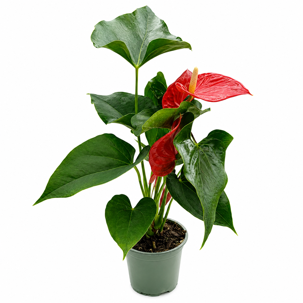 Anturio rojo 
