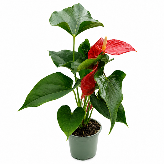 Anturio rojo 