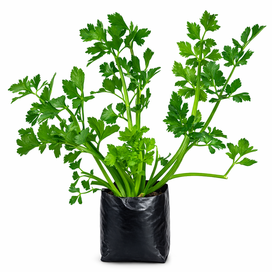 Apio fresco verde en maceta o cultivo natural disponible en Vivo Interior ideal para cocina saludable