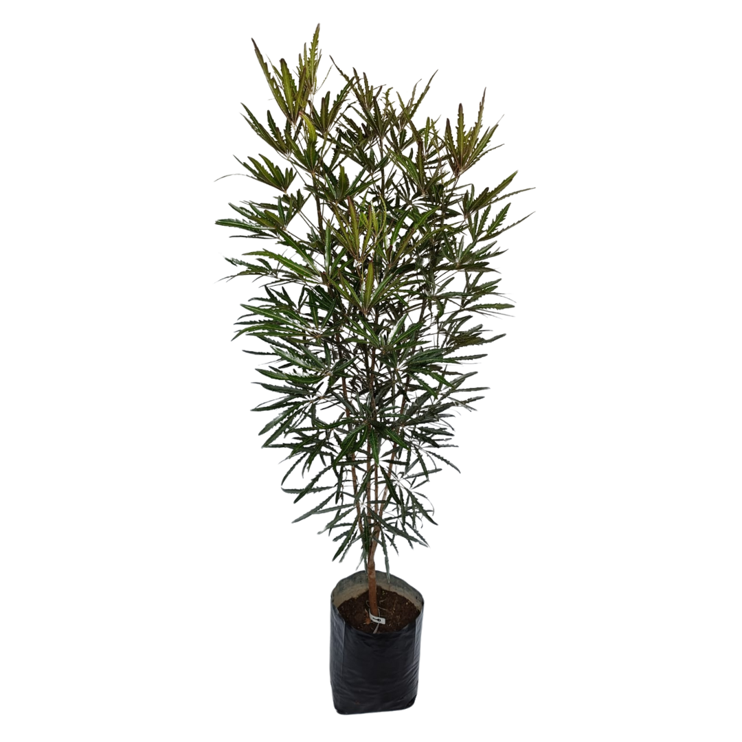 Aralia elegantísima