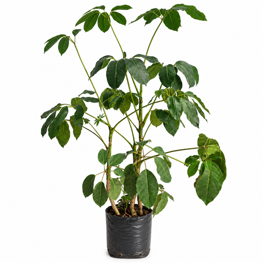 Aralia shefflera bolsa de 5 litros 