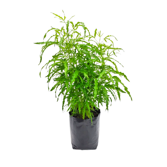 Aralia elegantísima verde