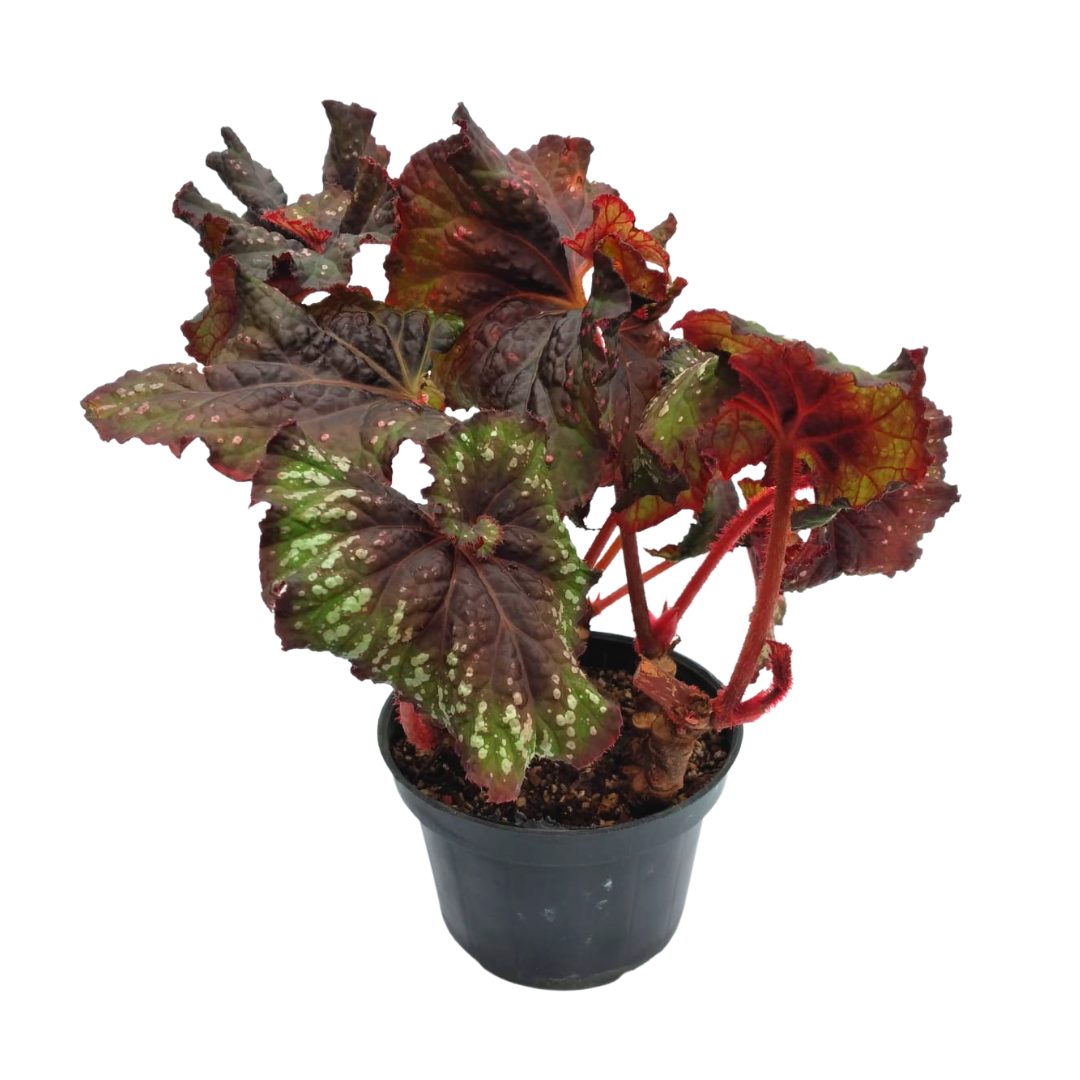 Begonia Rex