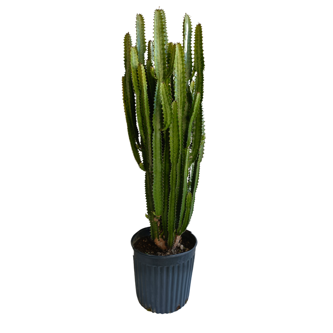 Euphorbia Trigona