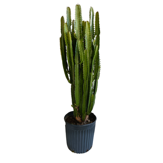 Euphorbia Trigona