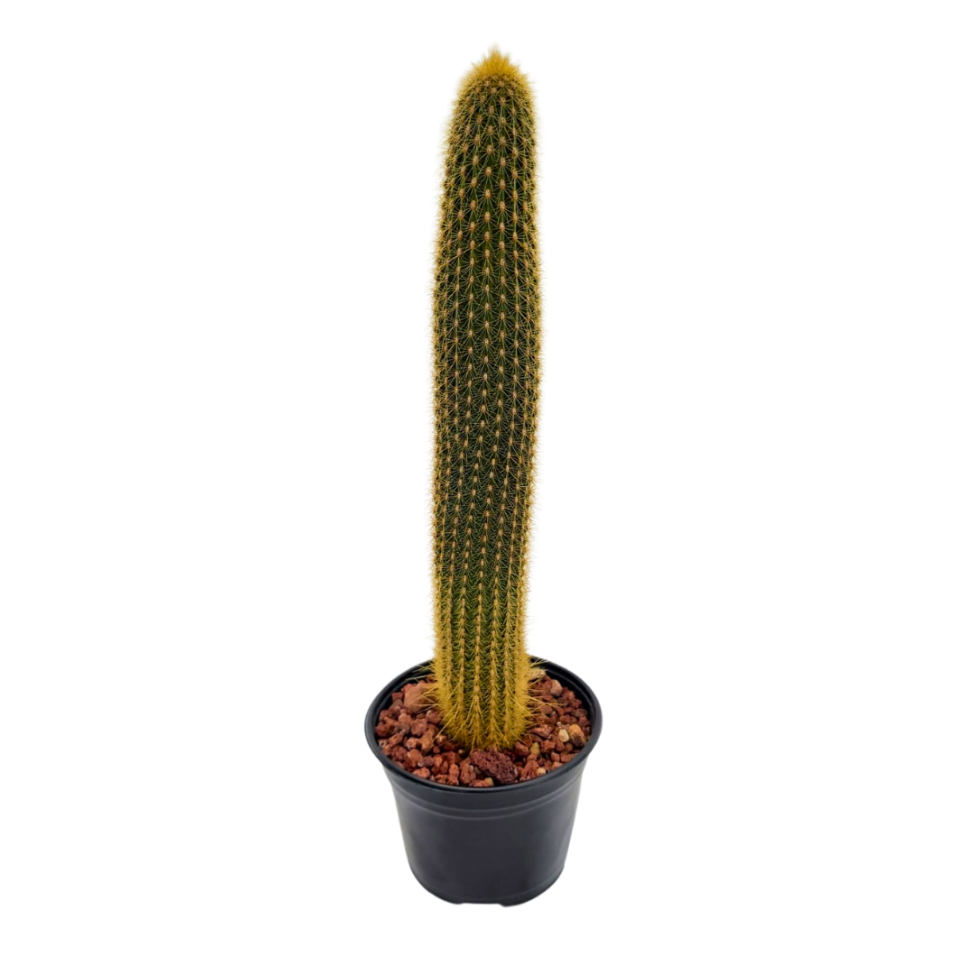 Cactus Columnar