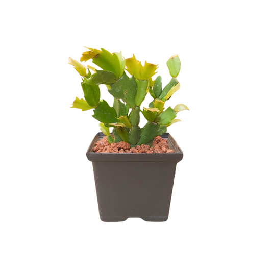 Cactus Navidad