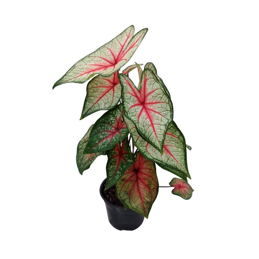 Caladium