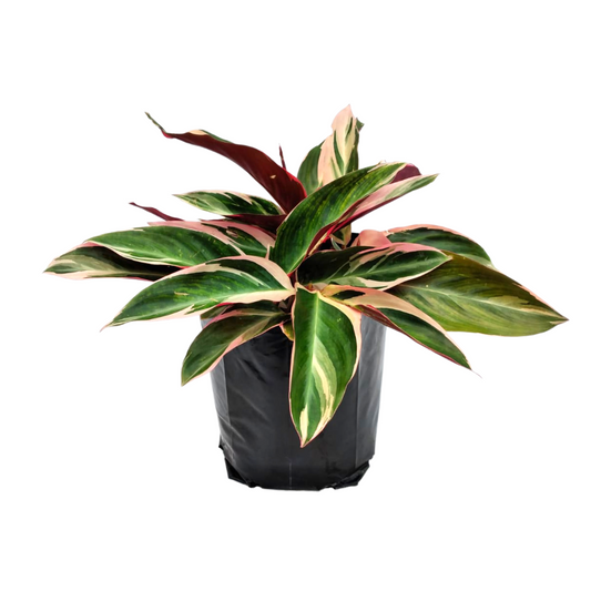 Calathea Triostar