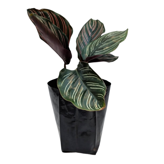 Calathea Ornata