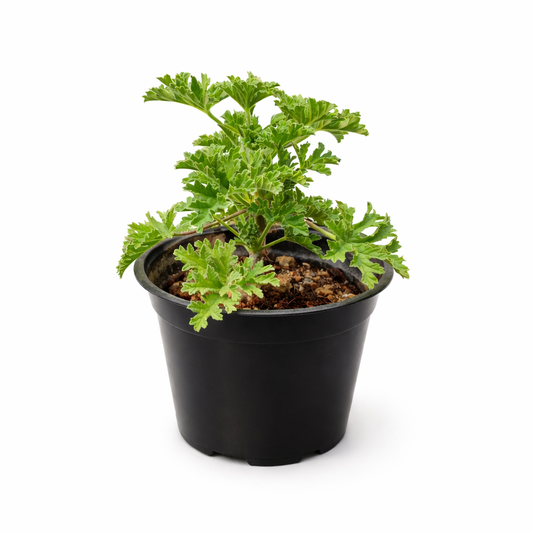 Planta citronela de follaje verde intenso y hojas alargadas aromáticas, ideal para jardín o maceta, conocida por su aroma cítrico y uso ornamental en exteriores.