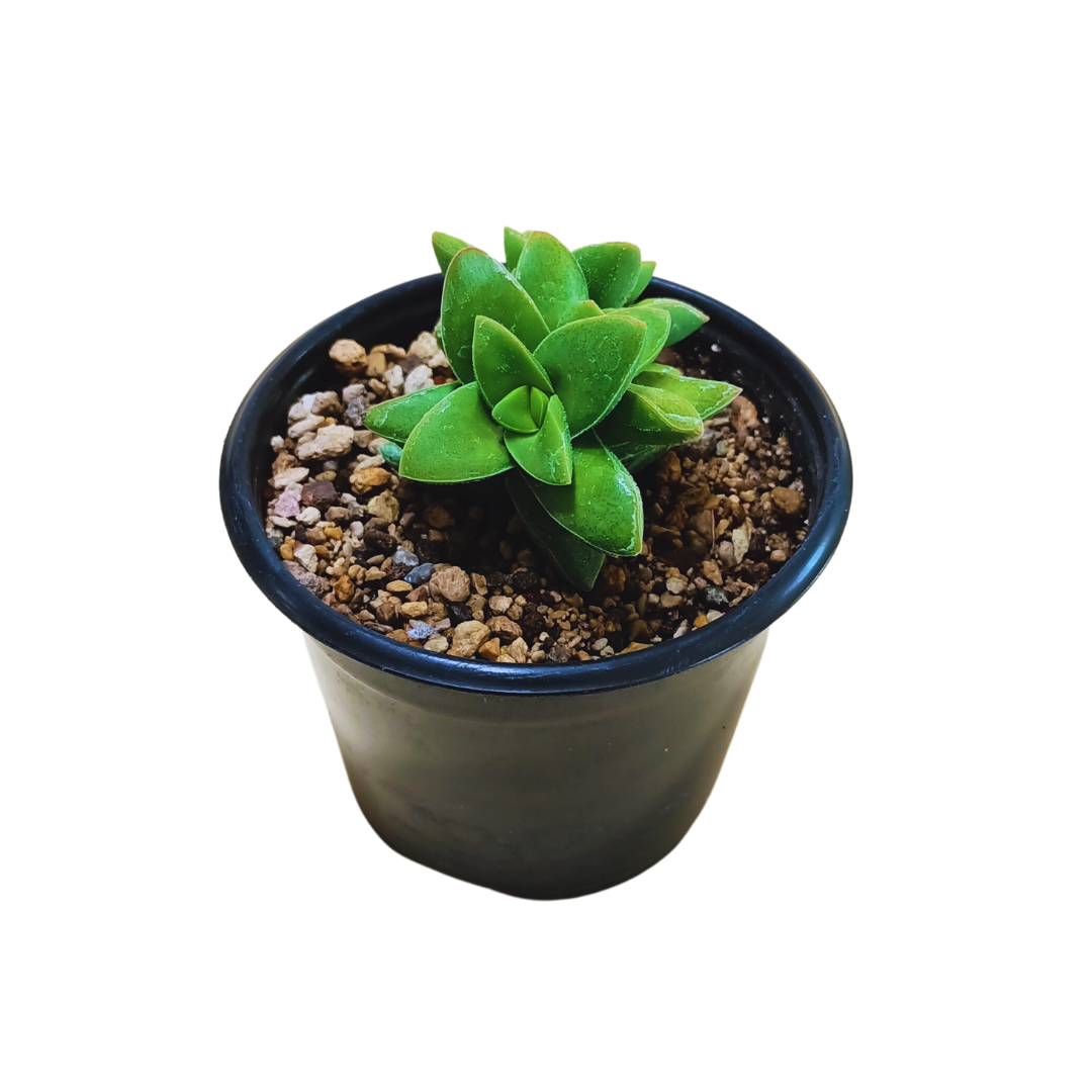 Crassula Springtime