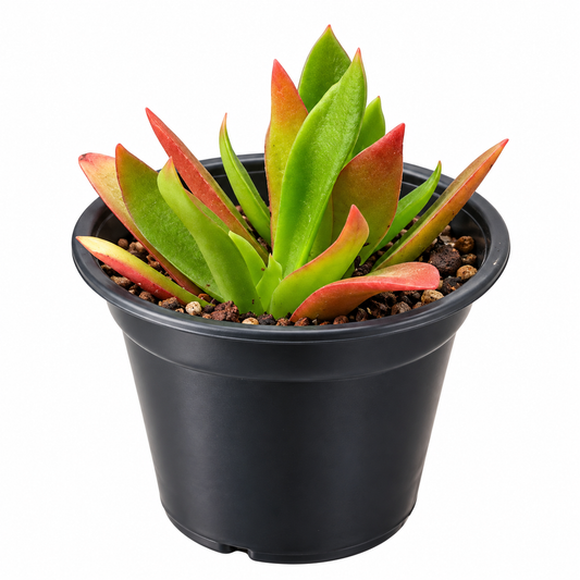 Crassula capitella Campfire suculenta de hojas carnosas con tonos rojos y naranjas.