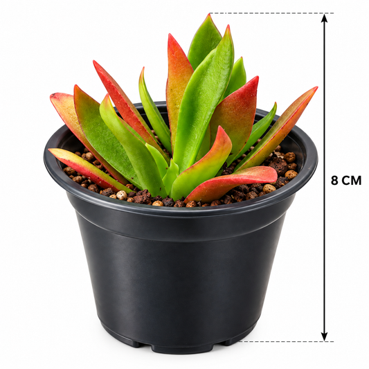Crassula capitella Campfire suculenta de hojas carnosas con tonos rojos y naranjas con medidas 