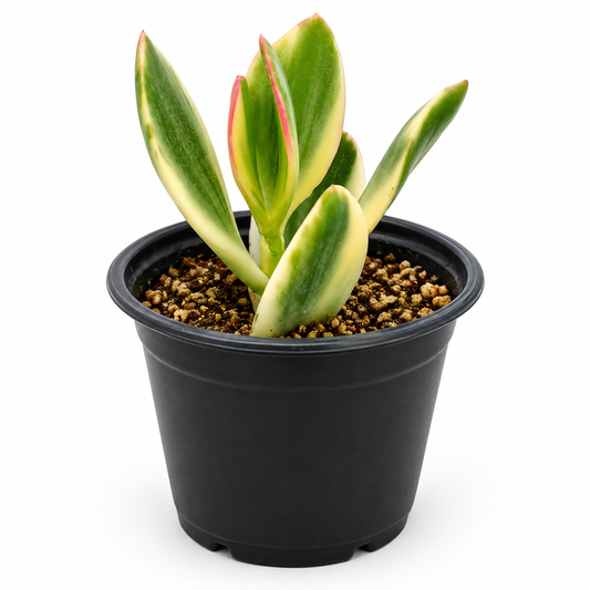 Crassula ovata variegada en maceta de 3 pulgadas 