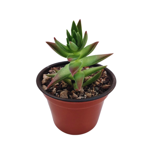 Crassula Capitella Red Pagoda