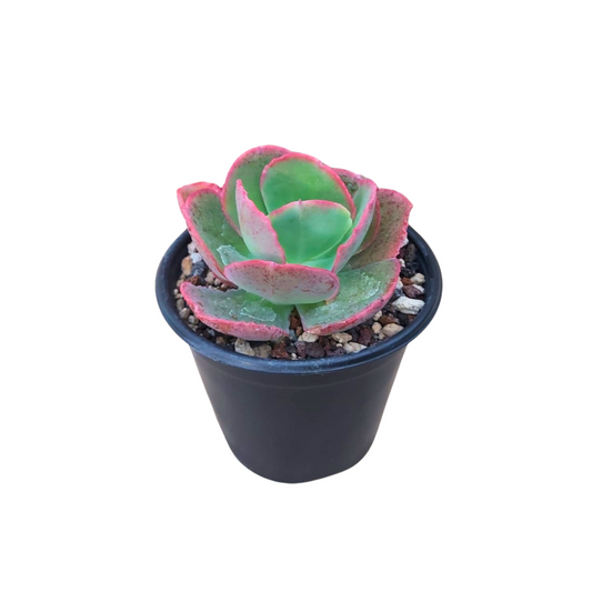 Echeveria Dick's Pink