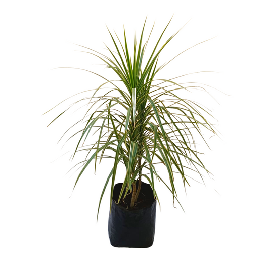 Dracena Blanca