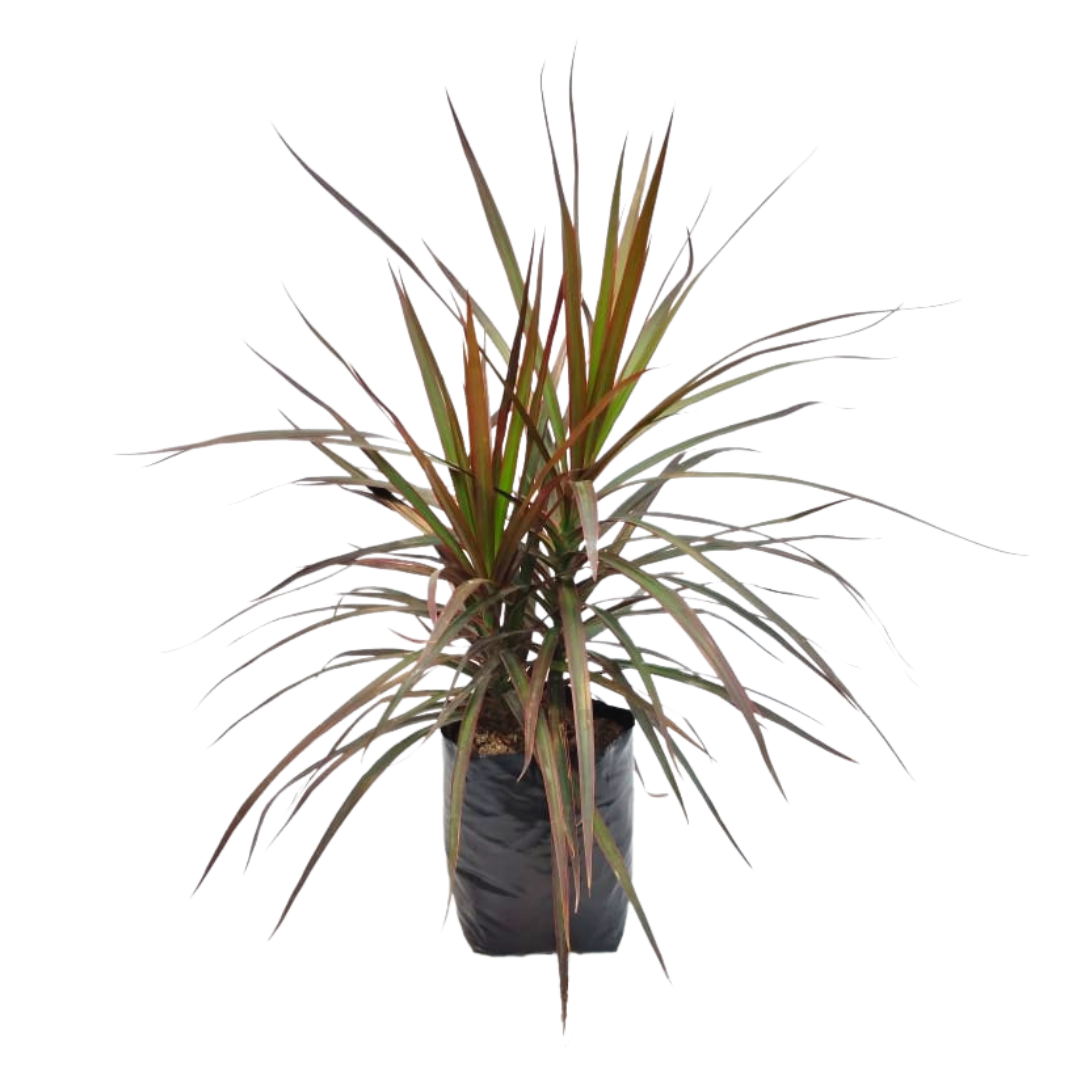 Dracena Marginata