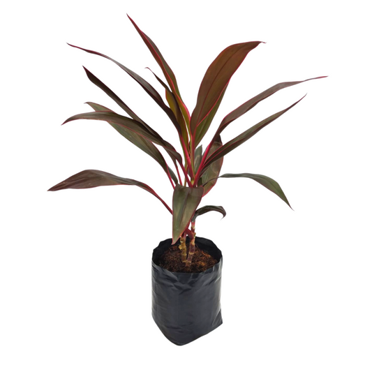 Dracena Roja