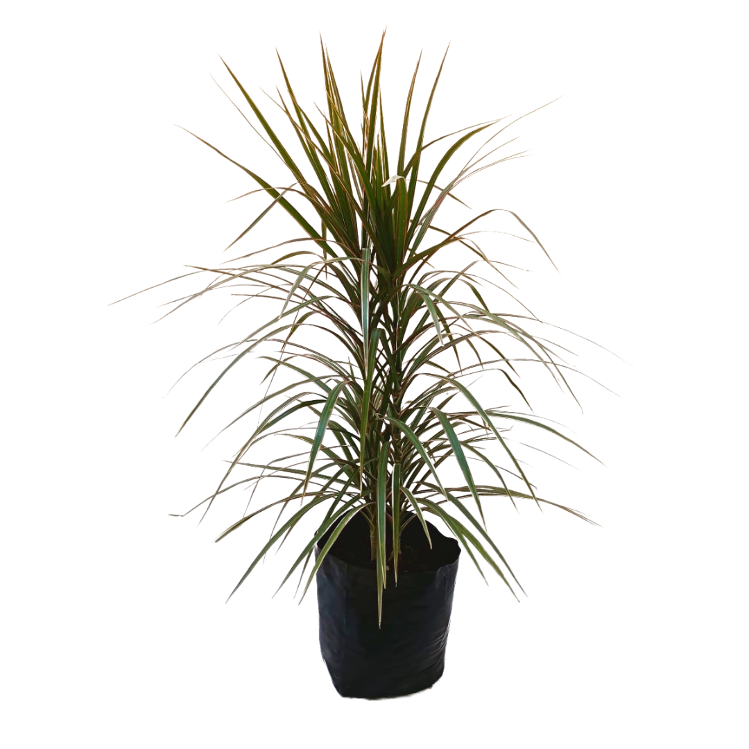 Dracena Tricolor