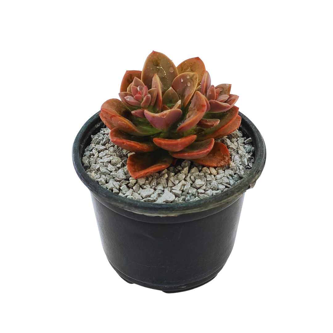 Echeveria Chroma